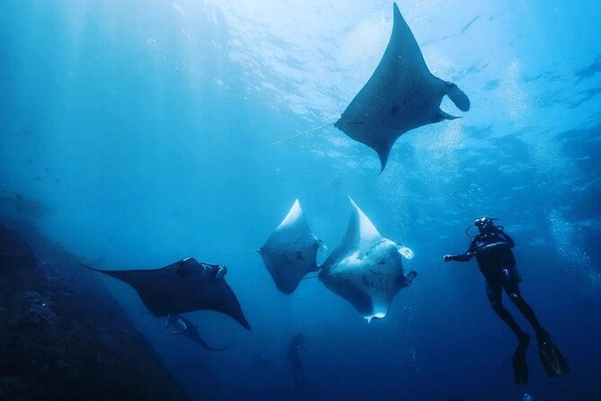 Diving with Manta Ray at Nusa Penida - Diving with Manta Ray at Nusa Penida: An Authentic Underwater Adventure