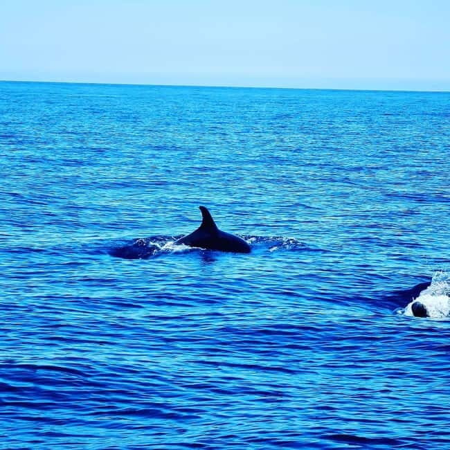Dolphin Watch - Breaking Down the Itinerary