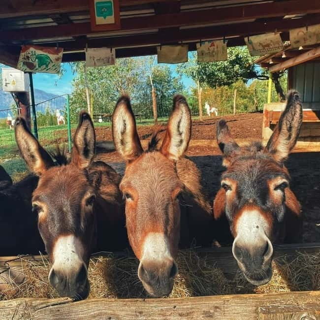 Donkey Farm and Lipa Cave Tour; Cave Crawling Donkey Calling - An Overview of the Itinerary