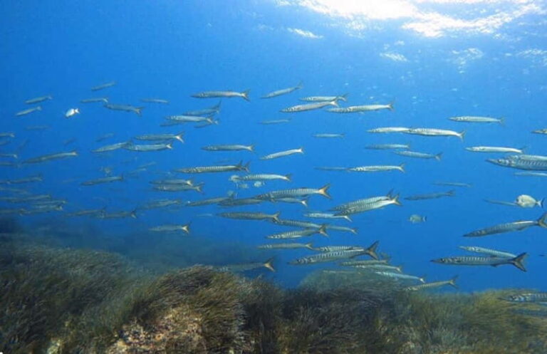 Double dive in Menorca: Discover Menorca's Marine Reserve - Equipment & Practicalities