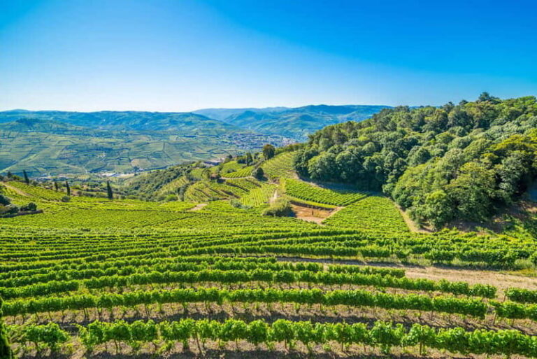 Douro: Visit And Walk Through The Vineyards And Woods - Who Would Love This Experience?