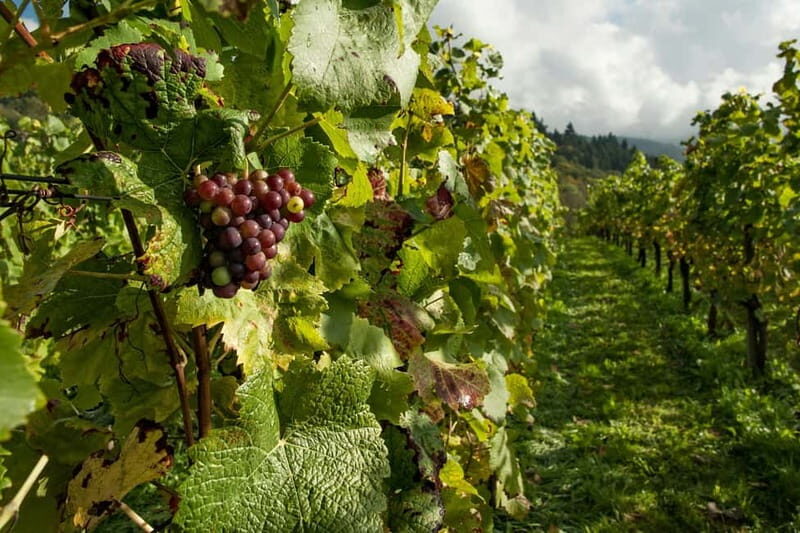 Dream Tour Kavala, Philippi, Lydia Baptisma Site & Winery - Practical Details and Considerations