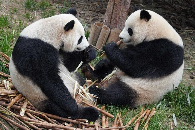 Dujiangyan/Wolong Panda Sanctuary day tour option panda keeper - An In-Depth Look at the Panda Keeper Tour