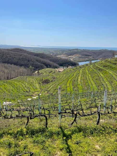 Durres & Wine Tasting Tour - A Taste of Albania: Abaia Winery & Vineyard