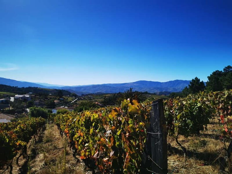 Eat in the vineyards like a Duriense - Transportation and Practical Details