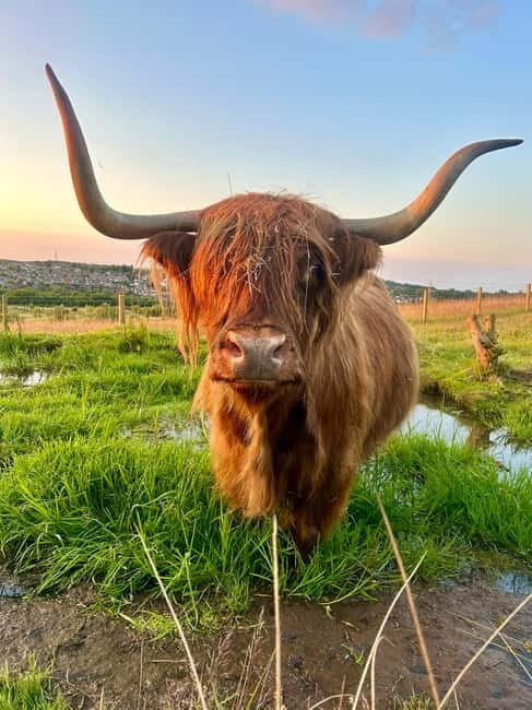 Edinburgh: Highland Cow, Blackness Castle, and Cake Tour - Who Will Love This Tour?