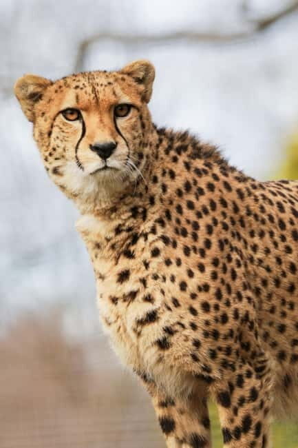 Edinburgh: Late Night Edinburgh Zoo Entry Ticket - The Experience: What Makes It Special