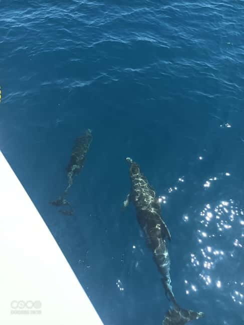 Elba Island boat trips - The Sum Up: Is It Worth It?