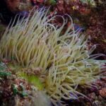 Elba Island: Double Dive with Instructor and Snacks - Diving in Elba: What to Expect