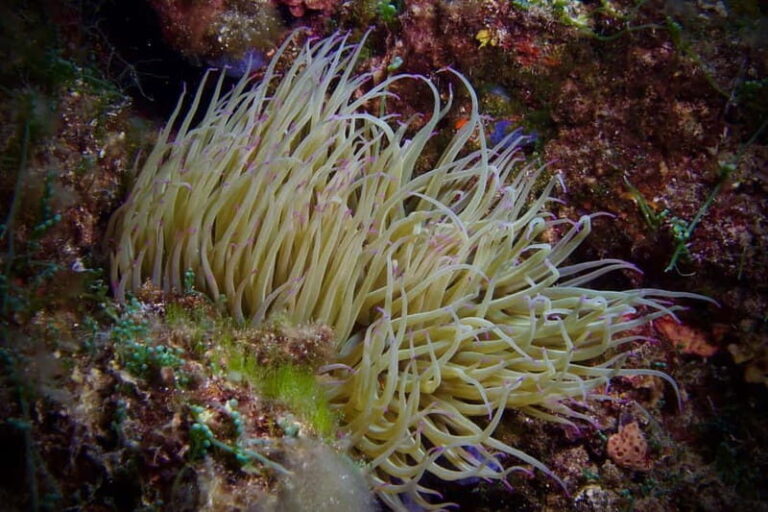 Elba Island: Double Dive with Instructor and Snacks - Diving in Elba: What to Expect