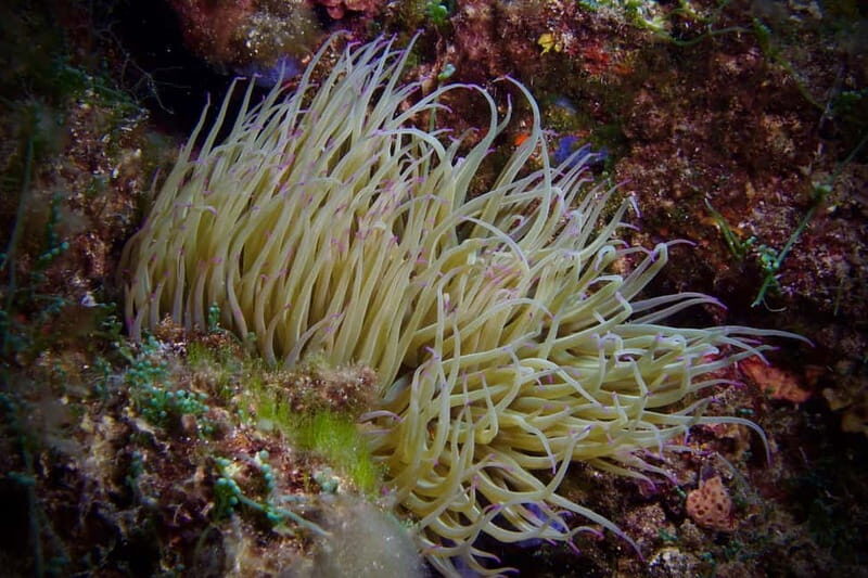 Elba Island: Double Dive with Instructor and Snacks - Diving in Elba: What to Expect