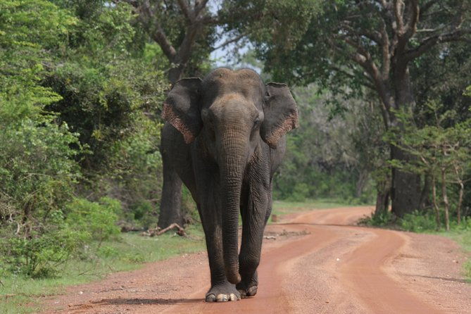 Evening Safari - Yala National Park with Janaka safari - 02.00 pm to 06.30 pm - Why Choose the Evening Safari at Yala with Janaka Safari?