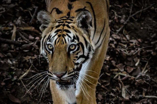 Exclusive Bandhavgarh Tiger Safari - Exploring the Exclusive Bandhavgarh Tiger Safari: A Review