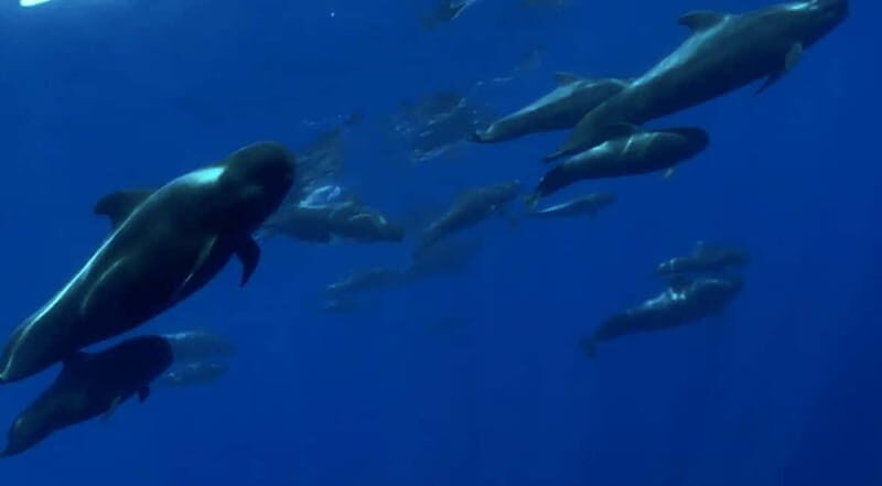 Excursion to see the whales - 3 Hours - What to Expect on the Itinerary