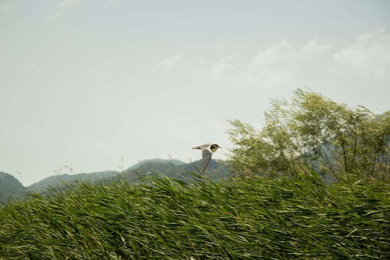 Experience Skadar Lake in 1h! - Practical Tips for Your Kayaking Trip