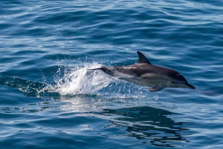 FAANA: DOLPHIN SAFARI - An In-Depth Look at the FAANA Dolphin Safari