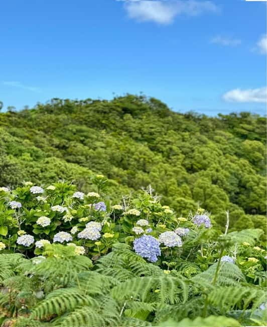 Faial Island: Caldeira Perimeter Hiking Tour - What to Expect During the Tour