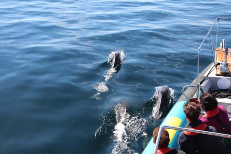 Falmouth: 2 Hour Wildlife Watching RIB Tour - The Sum Up