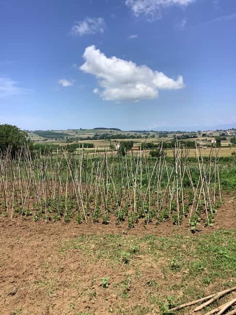 Farm-to-table Food Experience - The Setting and Atmosphere
