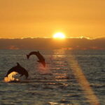 Fazana: Dolphin Finder in Brijuni islands Safari with Dinner - Who Would Love This Tour?