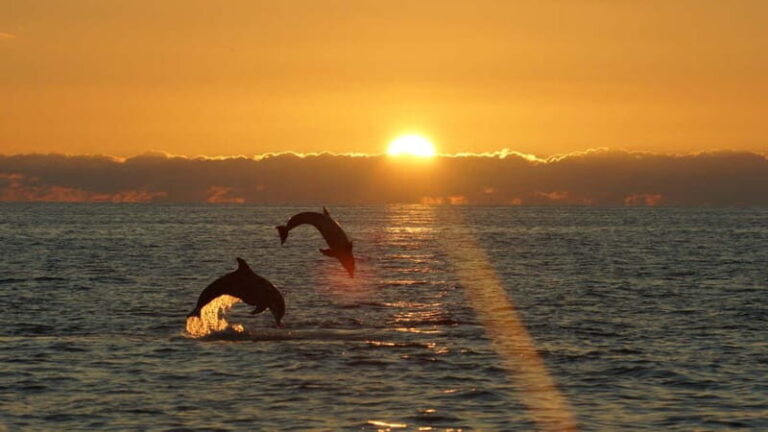Fazana: Dolphin Finder in Brijuni islands Safari with Dinner - Who Would Love This Tour?