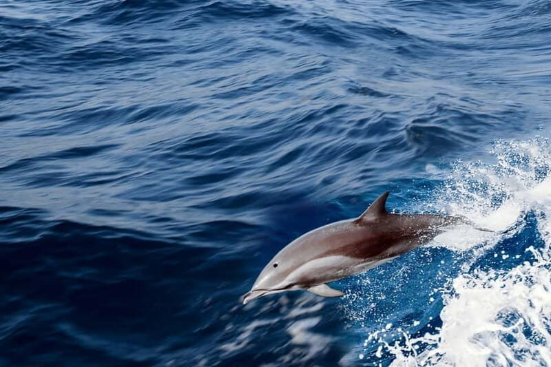 FAZANA Koralj DOLPHIN Boat Tour NP Brijuni - Why This Tour Offers Great Value