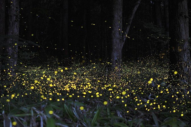 Fireflies Tour and Batu Cave Visit with Boat Ride and Seafood Dinner - Transportation and Comfort