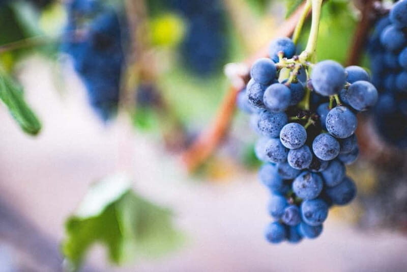 Florence: Montepulciano&Chianti in 1 day + Lunch & Transfer - Who Will Love This Tour?