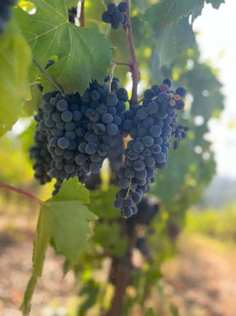 Florence: Two Wine Tastings in Tuscany+ San Gimignano - What Travelers Usually Appreciate