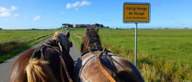 Föhr: Day trip by boat to Hallig Hooge - Who Should Consider This Trip?