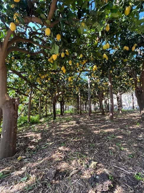 From Amalfi: Lemon Tour with Tasting Session and Transfer - What to Expect from the Lemon Tour