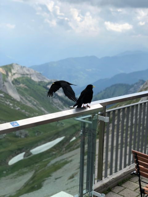 From Basel: Mt. Pilatus and Lake Lucerne Private Tour - From Basel: Mt. Pilatus and Lake Lucerne Private Tour — A Detailed Look