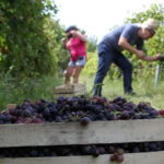 From Belgrade or Novi Sad: Private Wine Tour in Fruska Gora - Practical Details and Tips