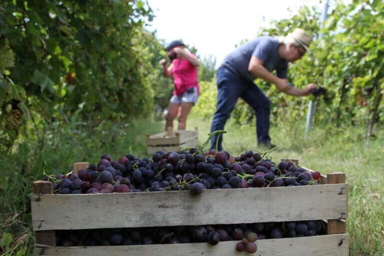 From Belgrade or Novi Sad: Private Wine Tour in Fruska Gora - Practical Details and Tips