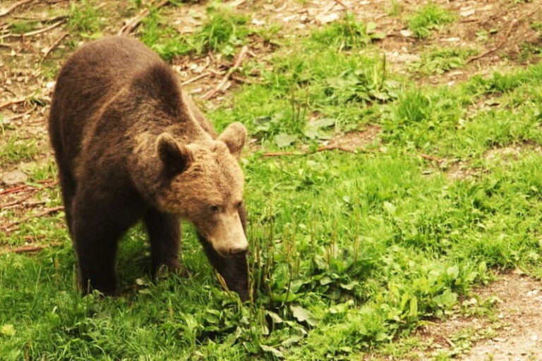 From Brasov: Small-Group Brown Bear Watching Tour - What to Expect from the Tour