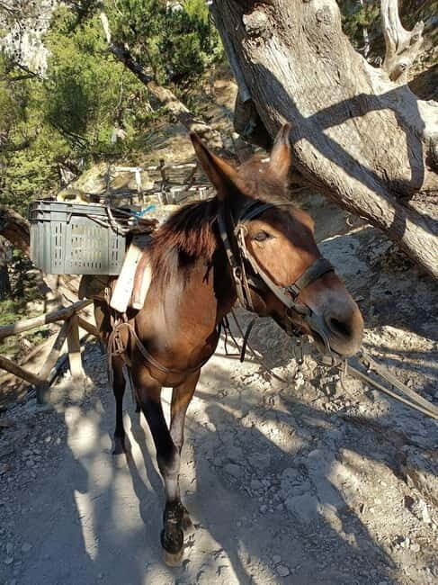 From Chania: Samaria Gorge Hiking Tour Easy Way - What Makes This Tour Stand Out?