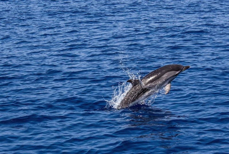 From city of Side: Dolphin Watching Boat Tour with Lunch - The Practical Aspects: Price, Duration, and Whats Included