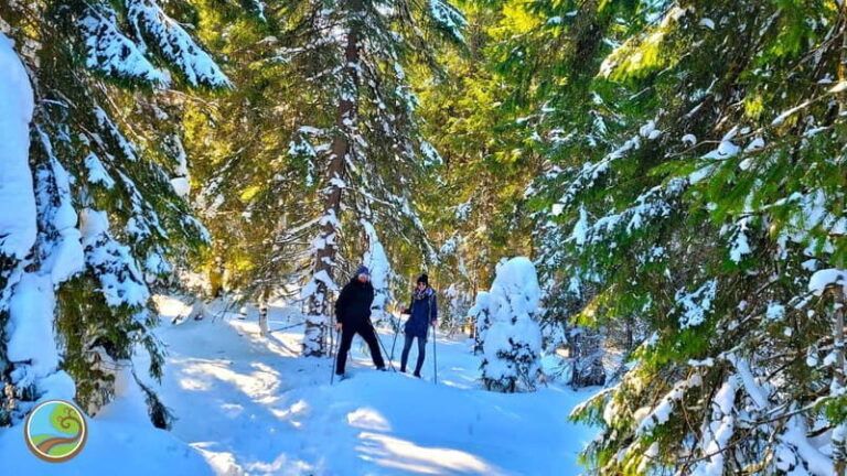 From Cluj: Winter Walking Trip on the Great Mountain - What Makes This Tour Stand Out