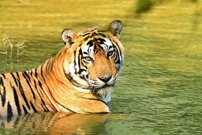 From Delhi: 4 Day Golden Triangle and Tiger Safari Private Tour - Introduction