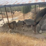 From Evora: Prehistoric Monuments and City Tour - Prehistoric Monuments: A Journey into the Past