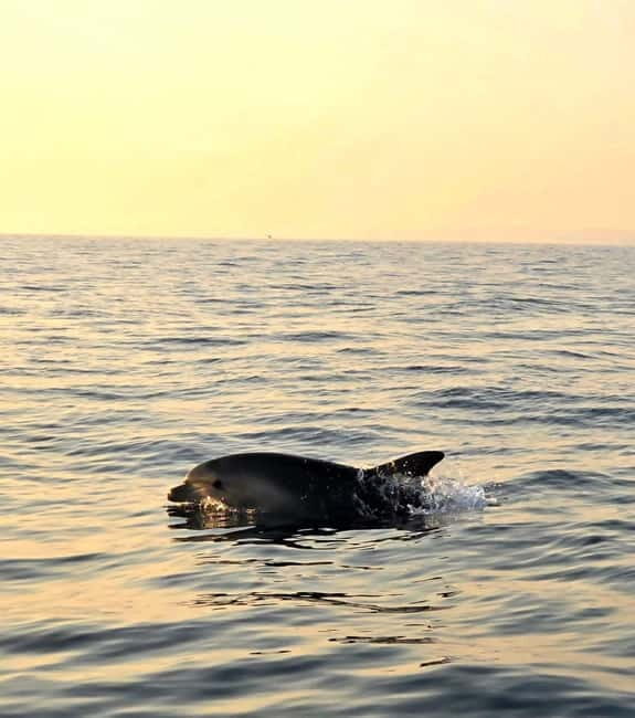 From Fazana Dolphin watching at sunset from a speedboat - The Experience: Pros and Cons