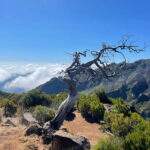 From Funchal: Transfer to Pico do Arieiro Trail - The Details of the Journey: What to Expect
