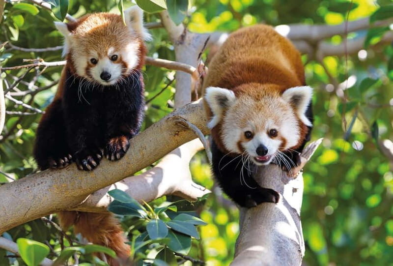 From Gran Canaria: Day Trip to Loro Parque Tenerife - Transportation and Timing