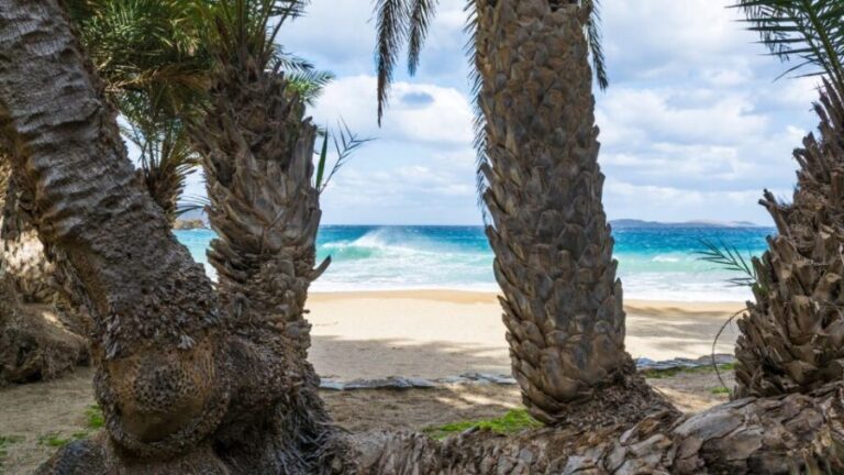 From Heraklion: Palm Forest Beach of Vai, Toplou & Sitia - The Experience for Different Travelers