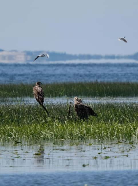 From Klaipda: Bird-Watching Adventure in Nemunas Delta - What Makes This Tour Stand Out?