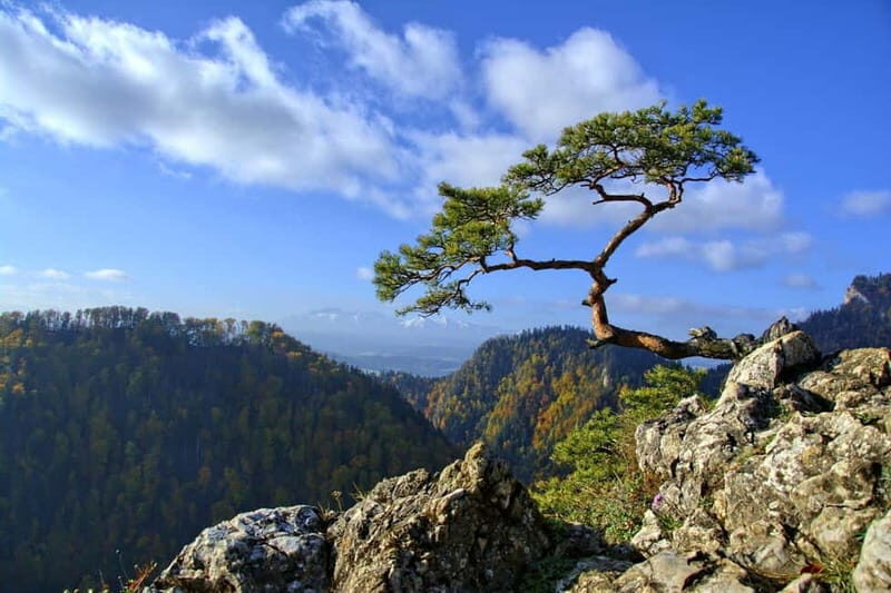 From Krakow: Full-Day Dunajec River Rafting Tour - Who Would Love This Tour?