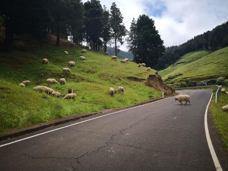 From Las Palmas High Mountains Tejeda & Artenara - The Route and Logistics
