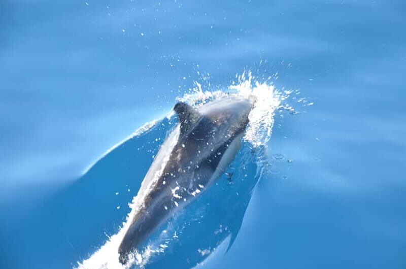 From Morro Jable: Dolphin and Whale Watching and Snorkelling - The Itinerary in Detail