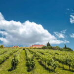 From Nafplio: Nemea, Wine Tasting Tour with Local Flavours - The Logistics: What to Expect