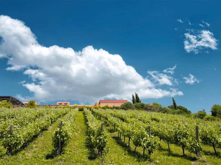 From Nafplio: Nemea, Wine Tasting Tour with Local Flavours - The Logistics: What to Expect